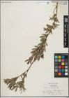 Foto von Salix purpurea L.